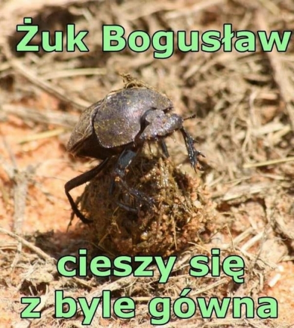 Żuk Bogusław!